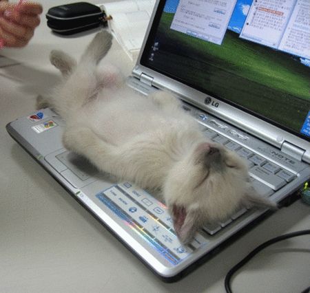 http://www.collegeessayorganizer.com/blog/wp-content/uploads/large_kitten-on-laptop-keyboard.jpg